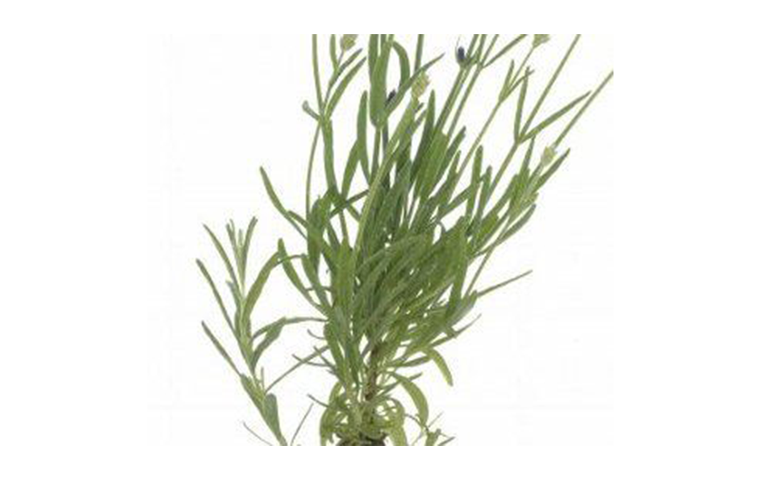 Simply Fresh Lavender-LH    Box  100 grams